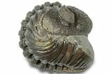 Wide Enrolled Morocops Trilobite - Morocco #310739-2